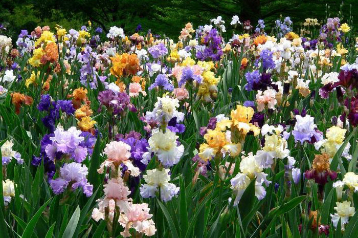 Iris en fleurs