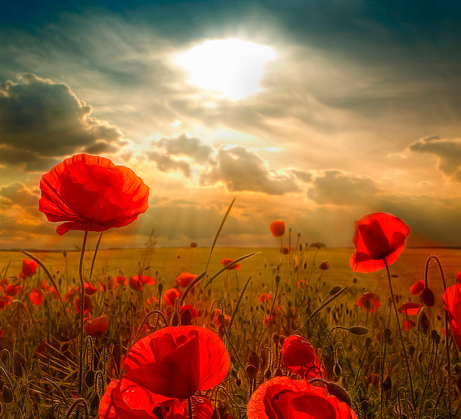 Parfum Coquelicot rouge - un parfum d'URSS