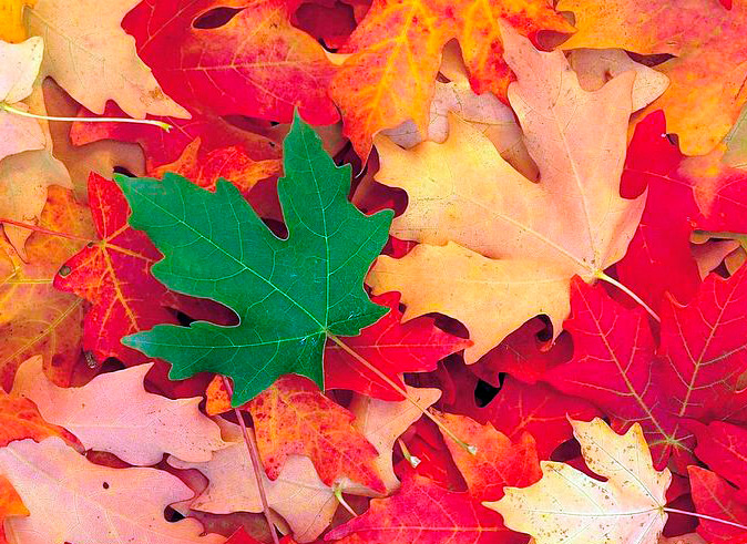 Nuances d'automne dans les vêtements et accessoires