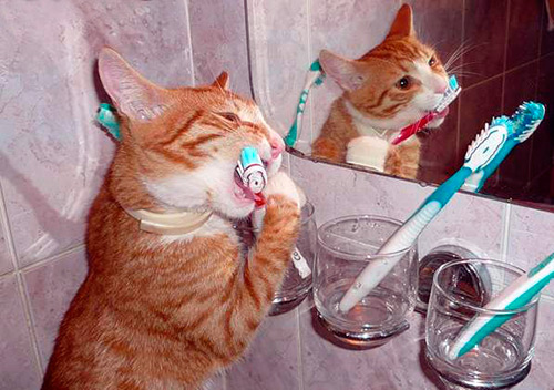 Comment bien se brosser les dents