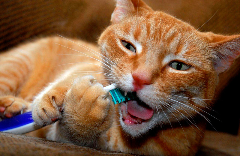 Comment bien se brosser les dents