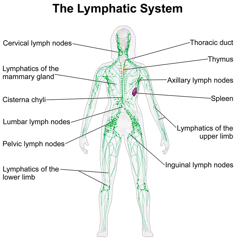 Le travail du système lymphatique humain et le drainage lymphatique