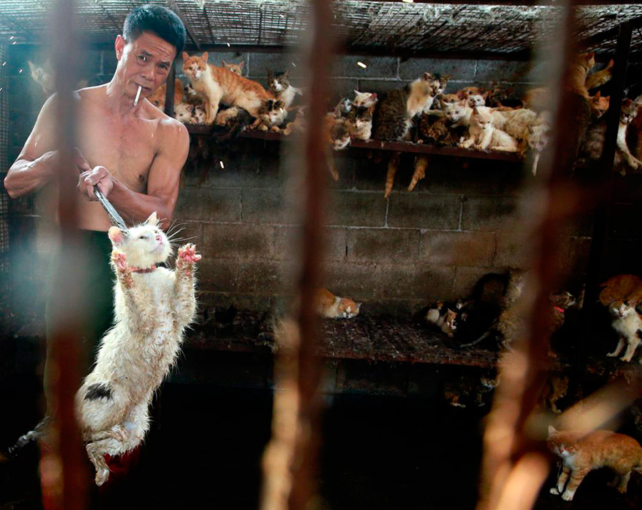 Produits en fourrure de chats en Chine