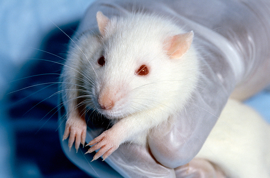 Comme les scientifiques japonais l'ont prouvé