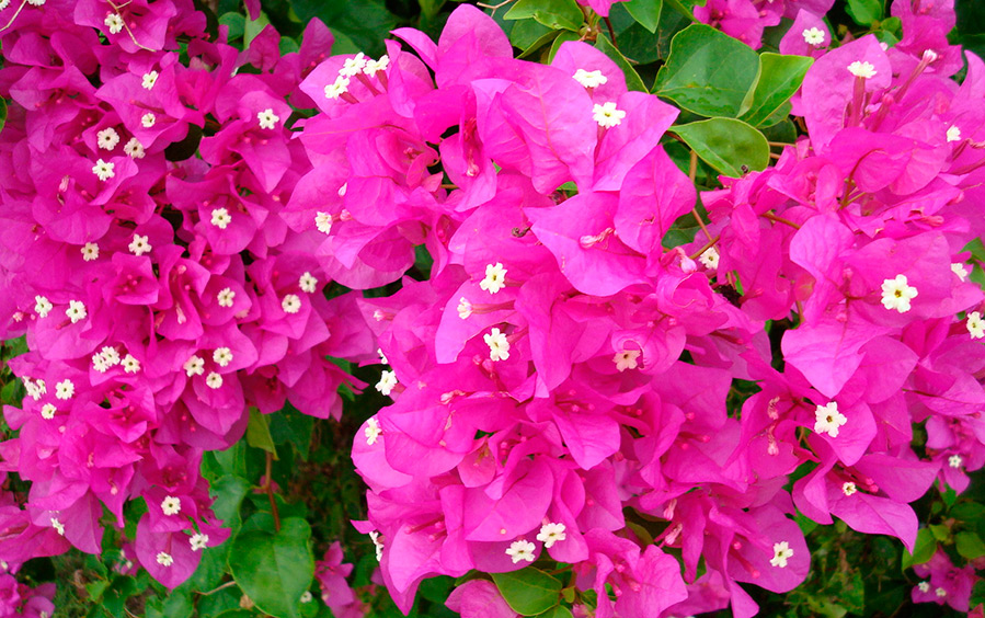 Fleurs fuchsia