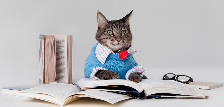 Les animaux de compagnie tendance du futur