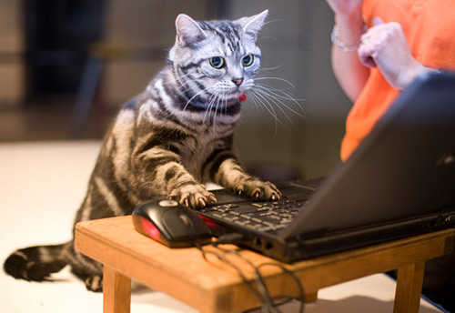 Quels seront les animaux de compagnie tendance du futur ?