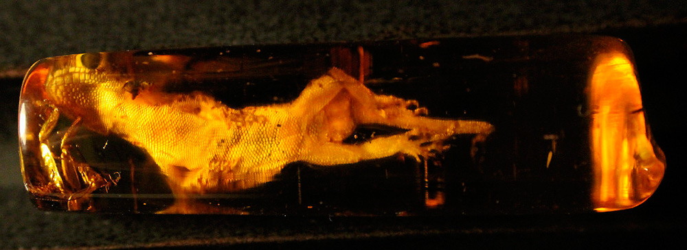 Ambre avec un ancien lézard