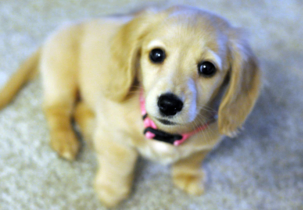 Nouvel an 2026 - année du chien jaune