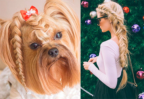 Coiffures pour la nouvelle année 2026 - photos et conseils